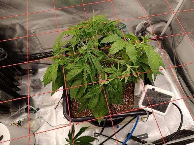 Banana purple punch x1. Week 4 - Day 27