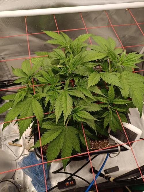 Banana purple punch x1. Week 4 - Day 28