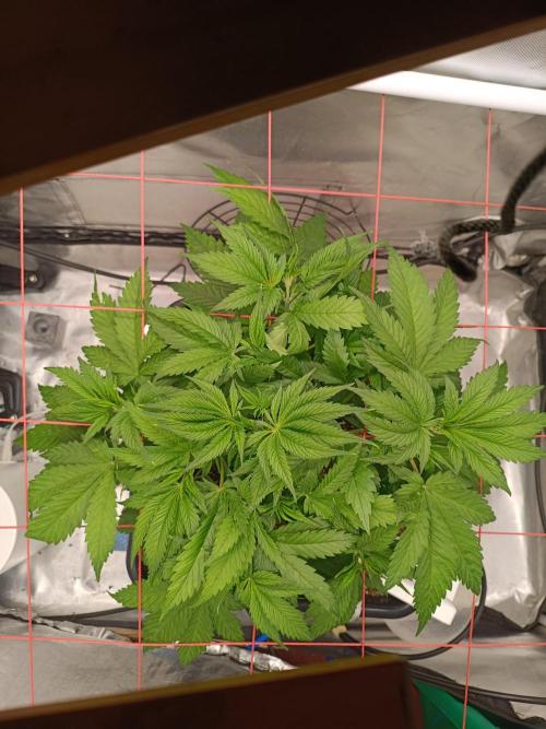 Banana purple punch x1. Week 5 - Day 29