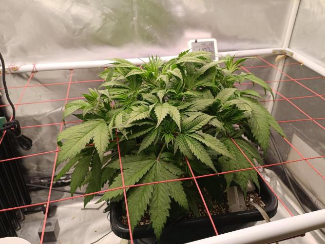 Banana purple punch x1. Week 5 - Day 30