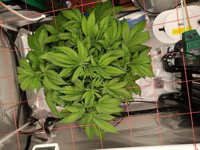 Banana purple punch x1. Week 5 - Day 30