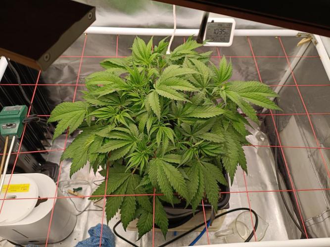 Banana purple punch x1. Week 5 - Day 31