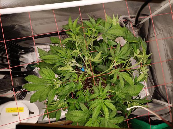 Banana purple punch x1. Week 5 - Day 32