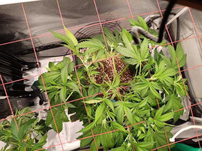 Banana purple punch x1. Week 5 - Day 32 ,oops😭