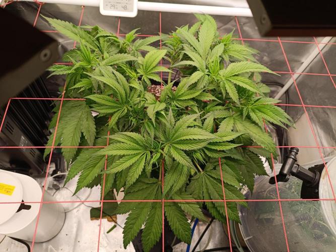 Banana purple punch x1. Week 5 - Day 33