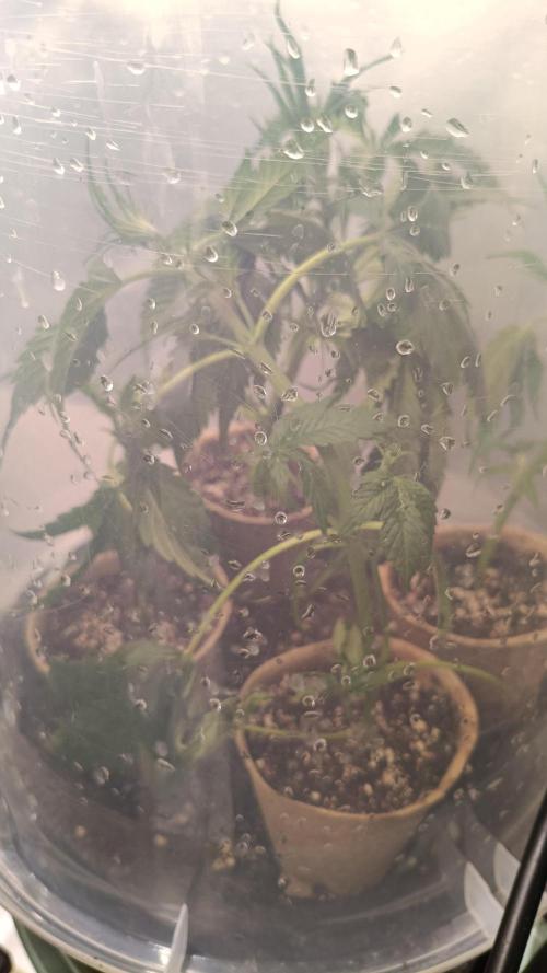 Banana purple punch x1. Week 5 - What I broke off 😅