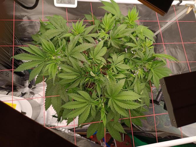 Banana purple punch x1. Week 5 - Day 34