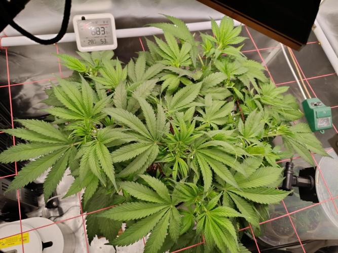 Banana purple punch x1. Week 6 - Day 35