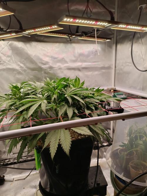 Banana purple punch x1. Week 6 - Day 35