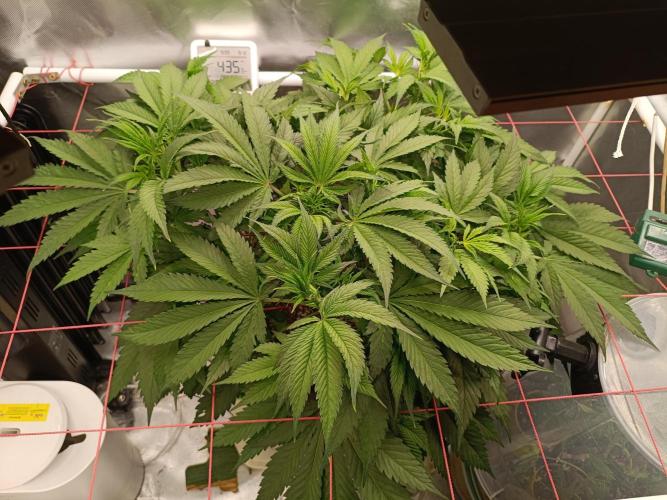 Banana purple punch x1. Week 6 - Day 36