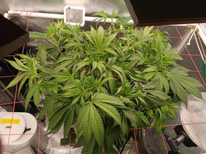 Banana purple punch x1. Week 6 - Day 37