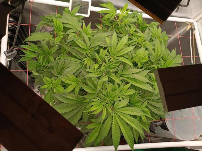 Banana purple punch x1. Week 6 - Day 38