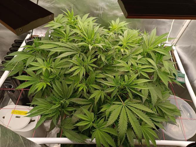 Banana purple punch x1. Week 6 - Day 41