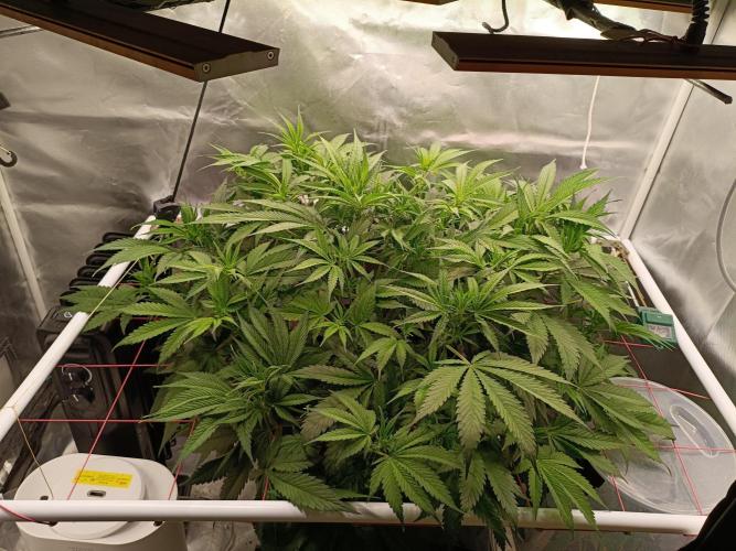 Banana purple punch x1. Week 6 - Day 41