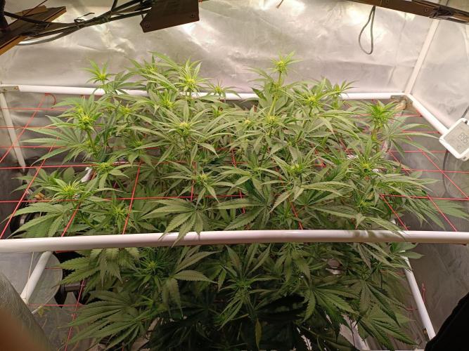 Banana purple punch atuo. Week 7 - Day 46