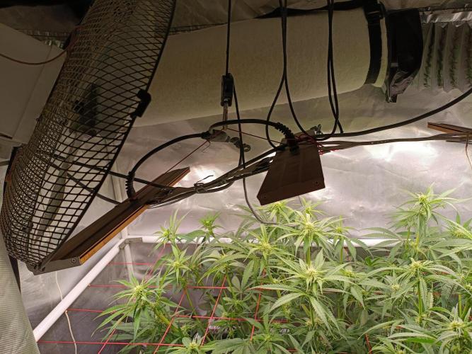 Banana purple punch atuo. Week 7 - Not much space left 