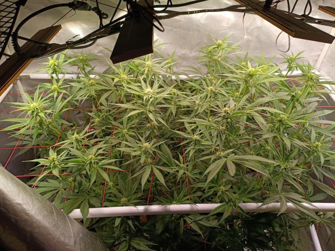 Banana purple punch atuo. Week 8 - Day 49