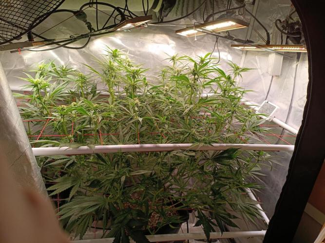 Banana purple punch atuo. Week 8 - Day 49