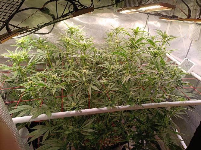 Banana purple punch atuo. Week 8 - Day 50 