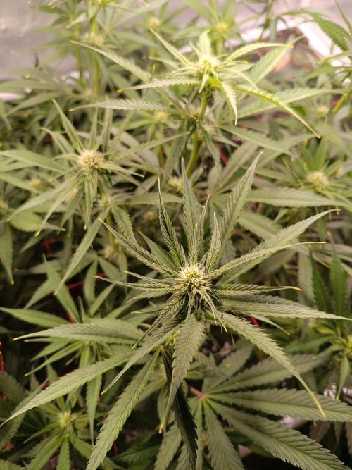 Banana purple punch atuo. Week 8 - Day 50