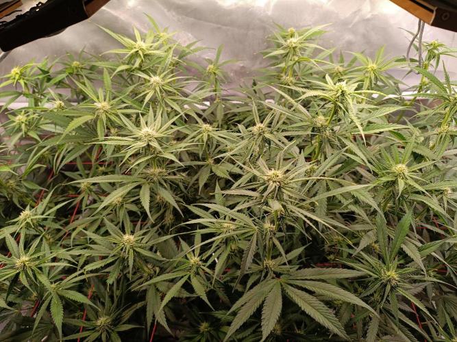 Banana purple punch atuo. Week 8 - Day 51