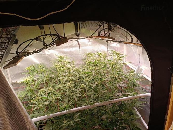 Banana purple punch atuo. Week 8 - Day 51