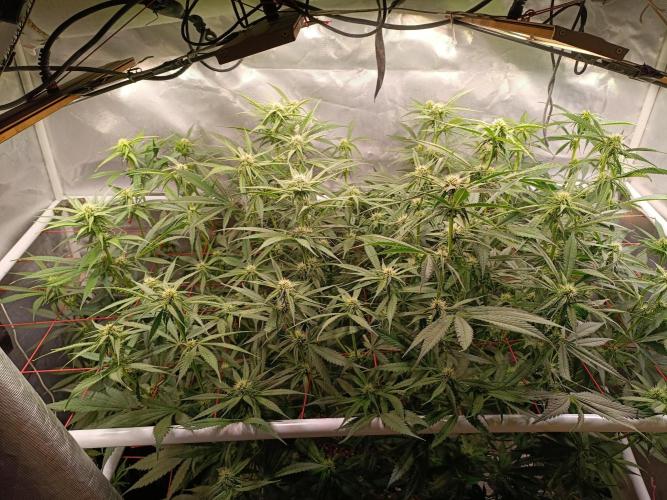 Banana purple punch atuo. Week 8 - Day 52