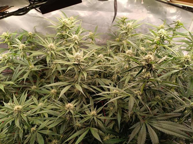 Banana purple punch atuo. Week 8 - Day 55