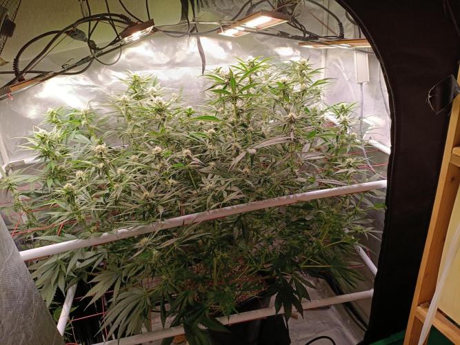 Banana purple punch atuo. Week 8 - Day 55