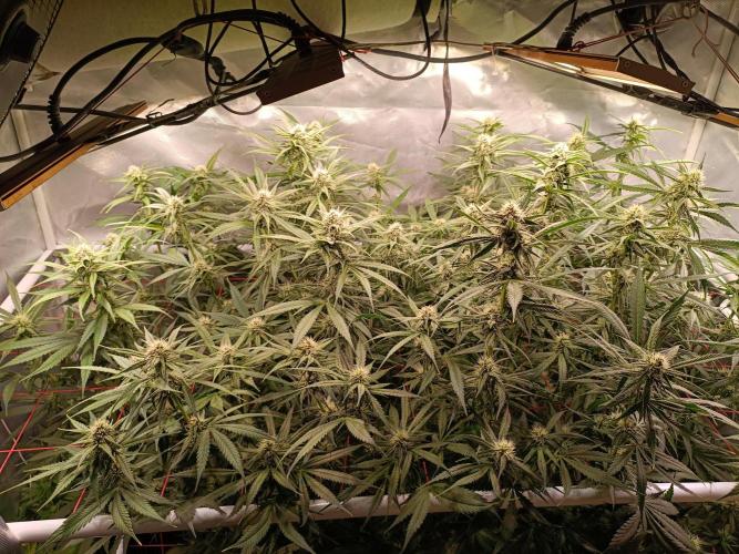 Banana purple punch atuo. Week 9 - Day 57