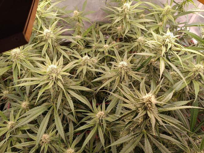 Banana purple punch atuo. Week 9 - Day 57