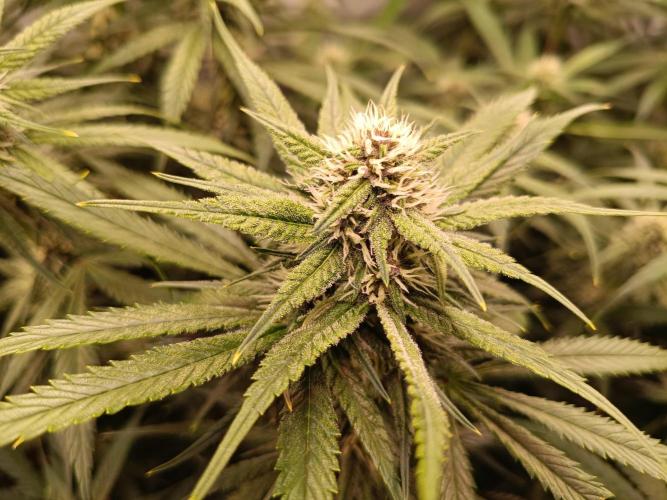 Banana purple punch atuo. Week 9 - Day 57