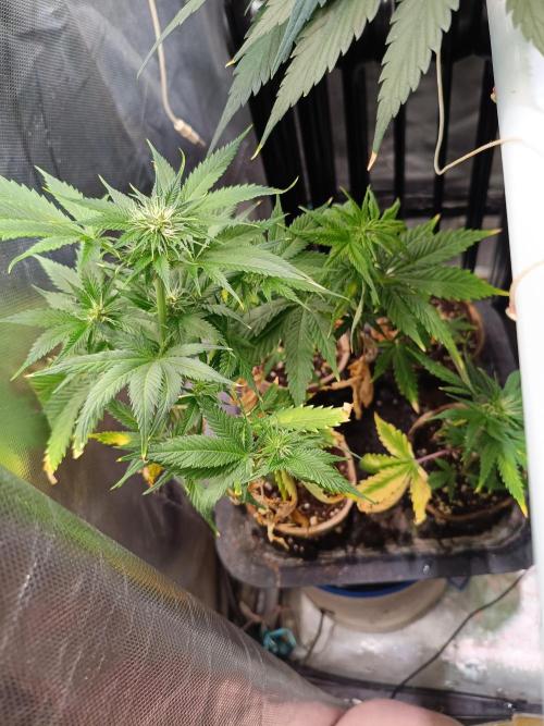 Banana purple punch atuo. Week 9 - The clones 