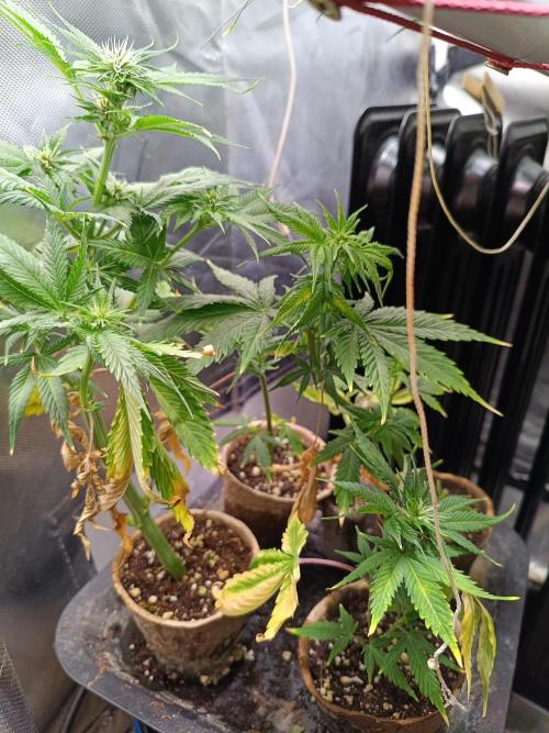 Banana purple punch atuo. Week 9 - The clones 