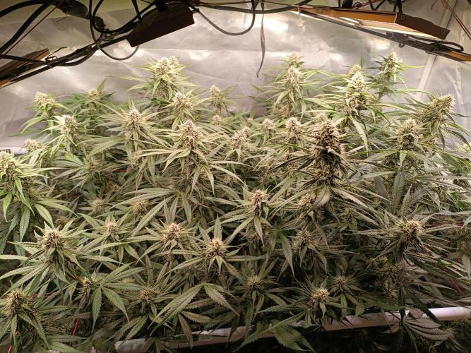 Banana purple punch atuo. Week 10 - Day 63