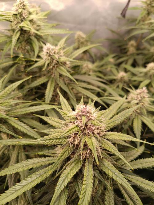 Banana purple punch atuo. Week 10 - Day 63