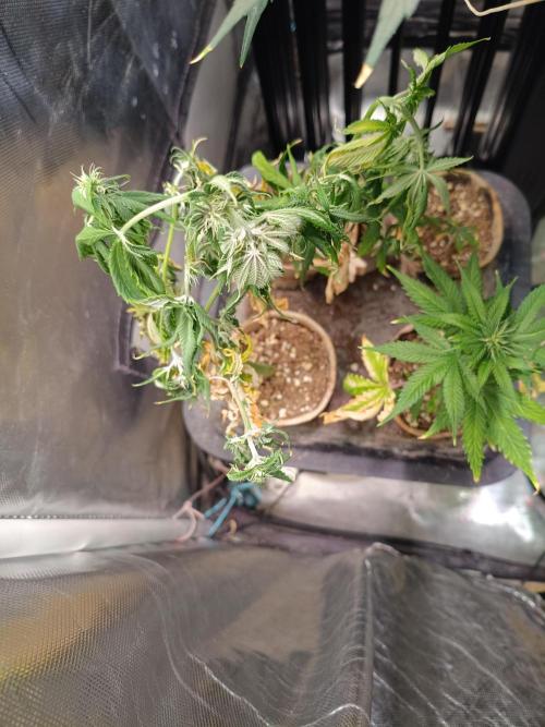 Banana purple punch atuo. Week 10 - The clones 