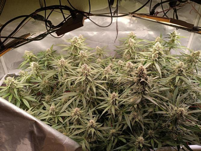 Banana purple punch atuo. Week 10 - Day 64