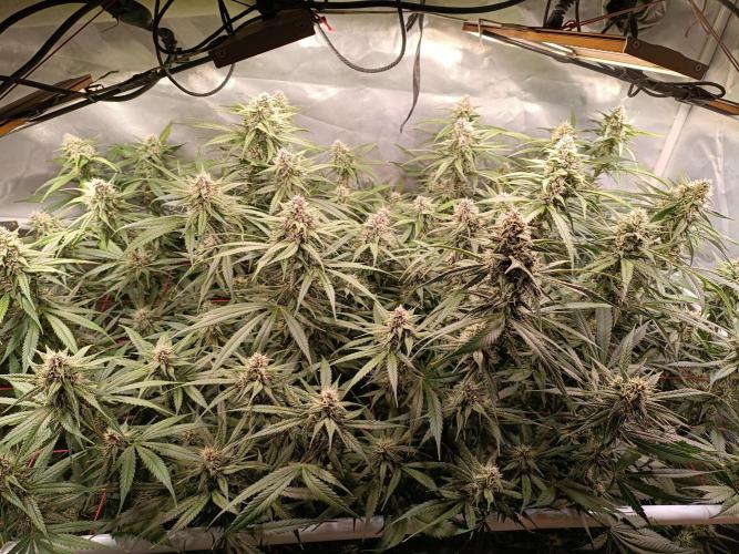 Banana purple punch atuo. Week 10 - Day 65