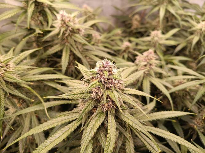 Banana purple punch atuo. Week 10 - Day 66