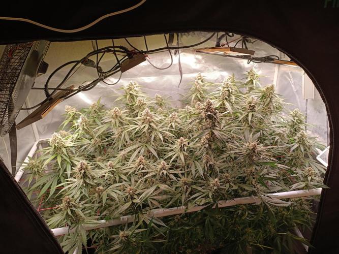 Banana purple punch atuo. Week 10 - Day 67