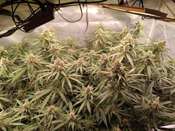 Banana purple punch atuo. Week 10 - Day 67