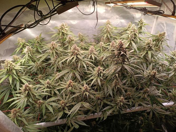 Banana purple punch atuo. Week 10 - Day 68