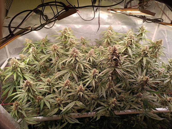 Banana purple punch atuo. Week 10 - Day 69