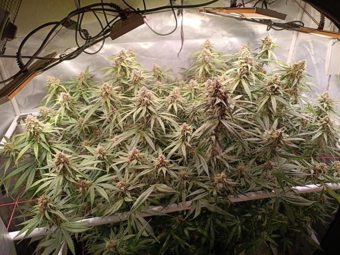 Banana purple punch atuo. Week 11 - Day 70