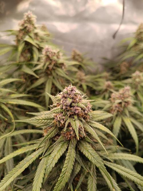 Banana purple punch atuo. Week 11 - Day 70 