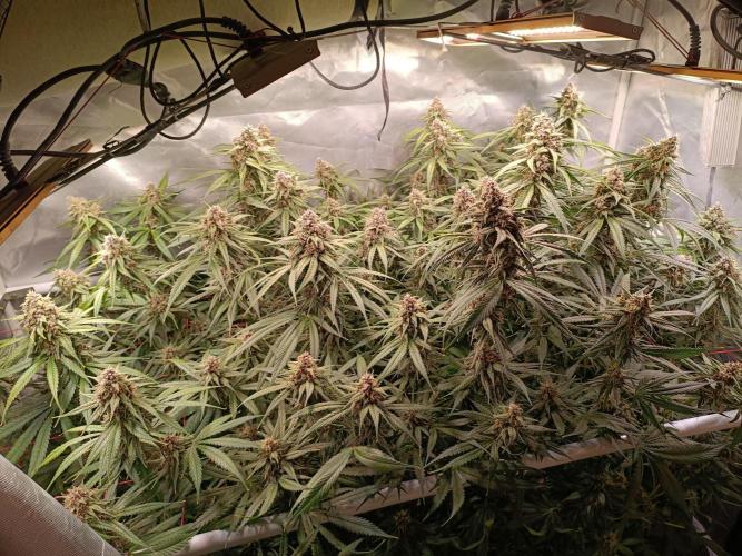 Banana purple punch atuo. Week 11 - Day 71