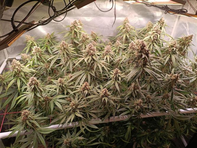 Banana purple punch atuo. Week 11 - Day 73