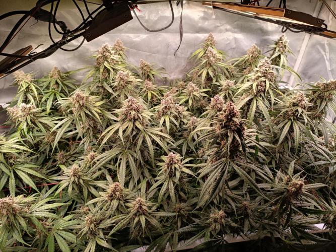 Banana purple punch atuo. Week 11 - Day 75