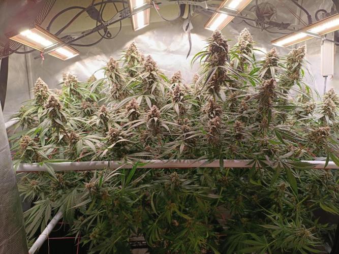 Banana purple punch atuo. Week 11 - Day 76